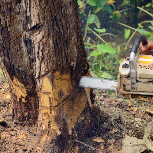 Tree Removal